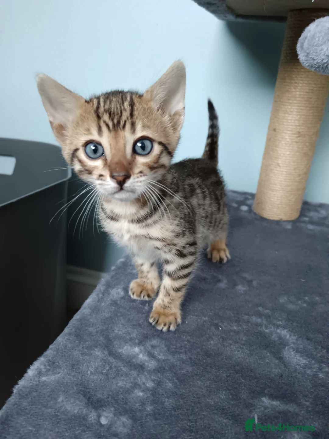 Bengal cats for sale: Tica RG pure bengels in Chesterfield - Advert 24