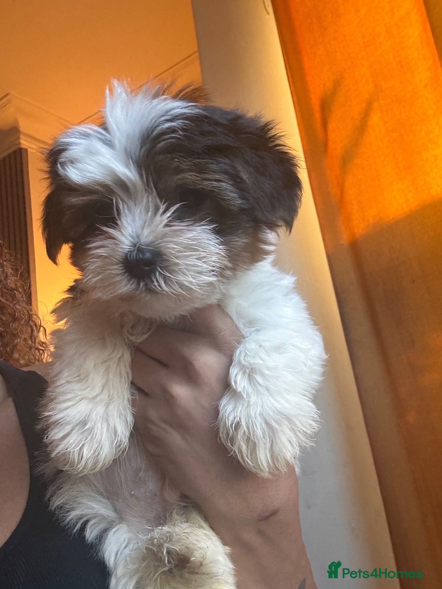 Biewer Terrier dogs 5 beautiful puppies  - Advert 4