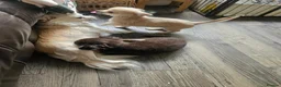 Chihuahua dogs for sale: **Ready Now ** Chihuahua Puppies ️ KC Registered  in Bristol - Advert 22