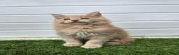 Maine Coon cats for sale: Outstanding gccf pet registered babies  - Advert 21