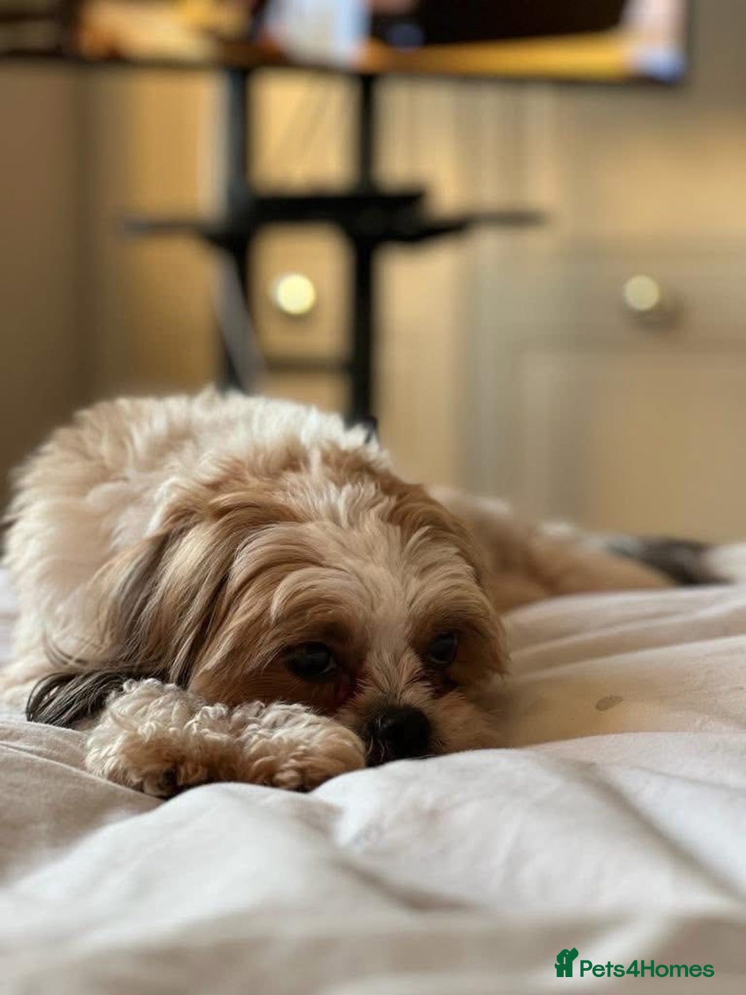 Shih Tzu dogs for sale: Shih Tzu seeking forever home - Advert 1