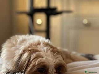 Shih Tzu dogs Shih Tzu seeking forever home - Advert 3