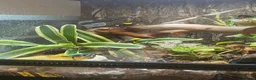 Frog reptiles for sale: Poison Dart Frogs (NOT POISONOUS) in High Wycombe - Advert 3