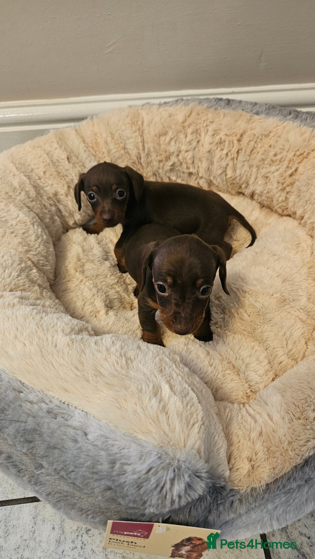 Dachshund dogs for sale: Miniature Dachshund Puppies. - Advert 8