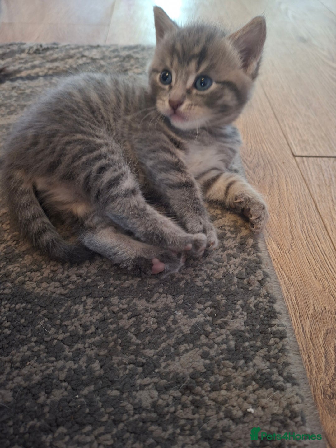Mixed Breed cats for sale: Gorgeous boy ready for his new home - Image 5