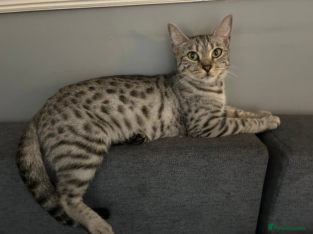 Bengal cats for sale: Bengal Kitten for Sale – Playful and Independent!  - Image 7