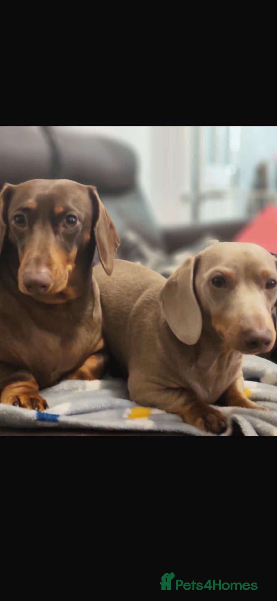 Miniature Dachshund dogs Dachshund puppies  - Advert 1