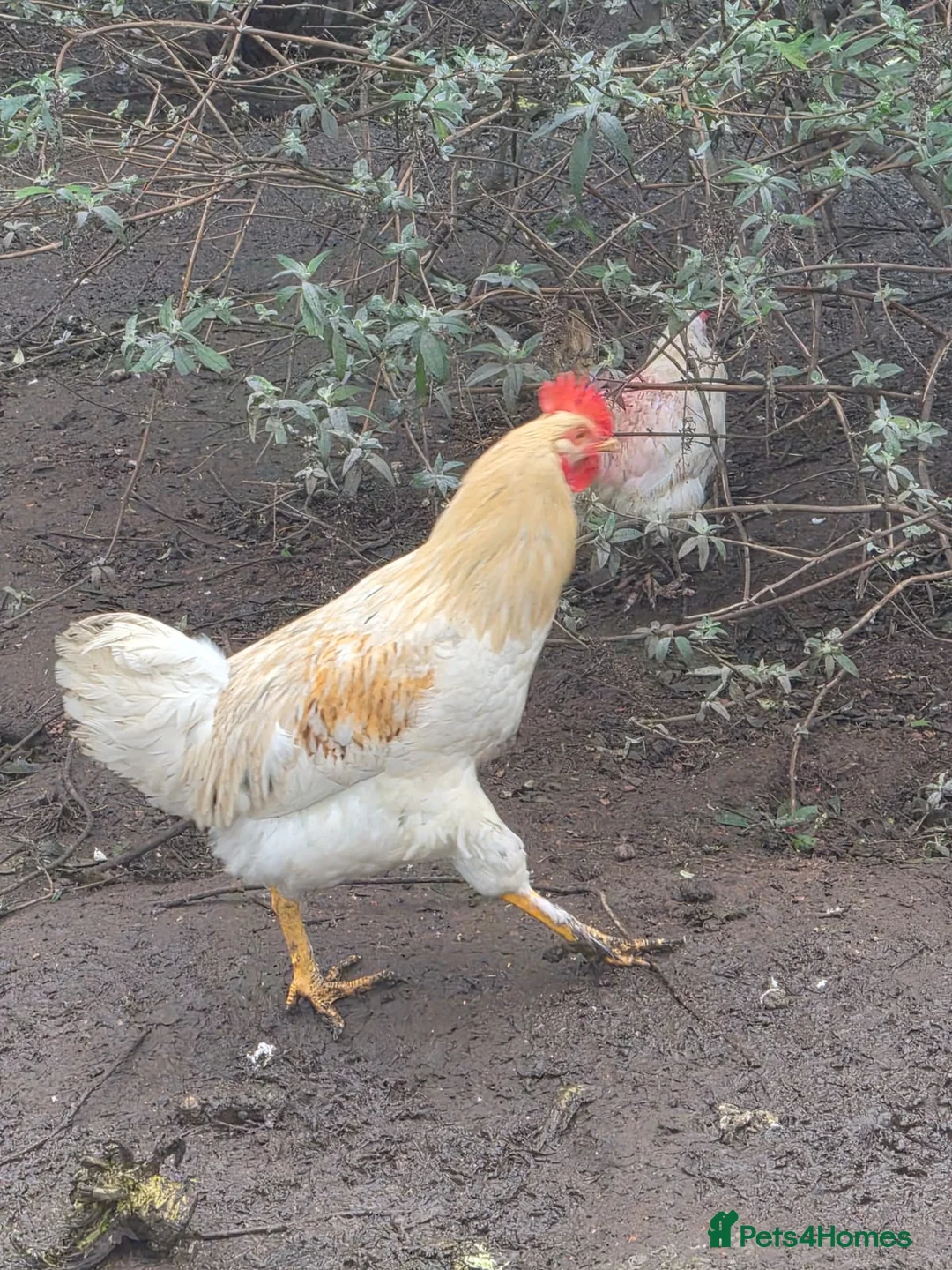 Chickens poultry for sale: White cock - Advert 2