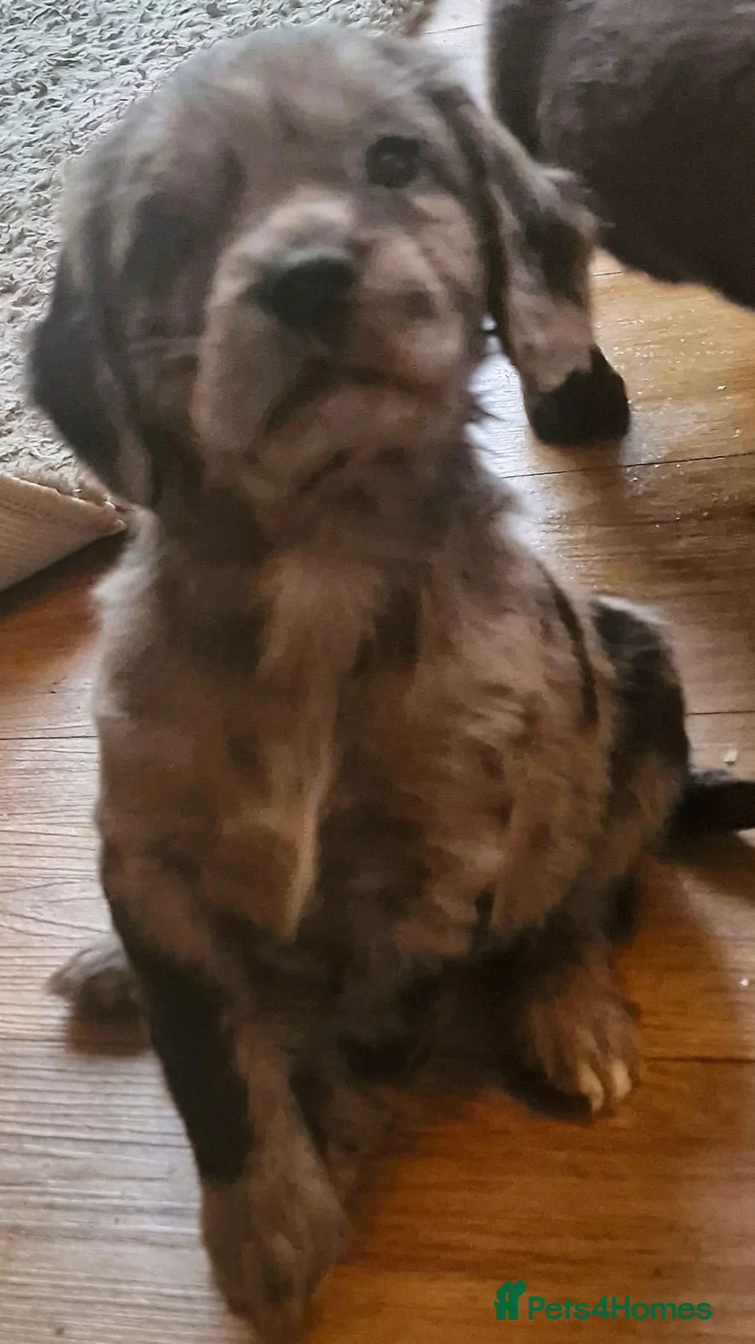 Cocker Spaniel dogs for sale: Mixed litter of Cocker Spaniel puppies  - Advert 10