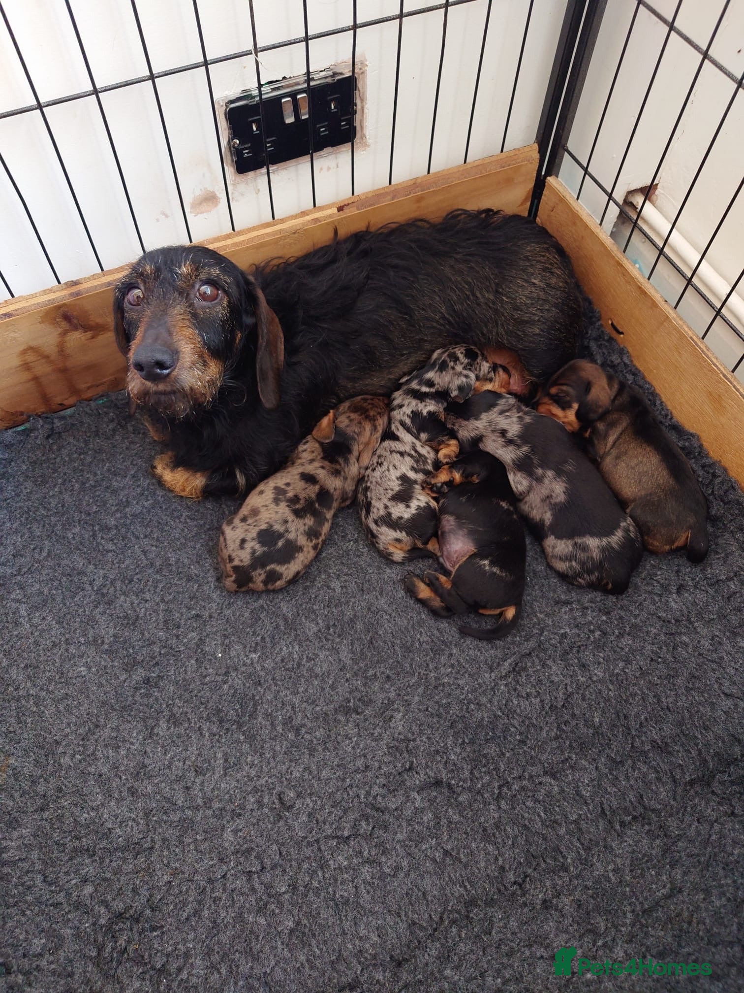 Dachshund dogs KC Wirehaired standard Dachshund puppies - Advert 1