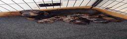 Dachshund dogs for sale: KC Wirehaired standard Dachshund puppies - Advert 1