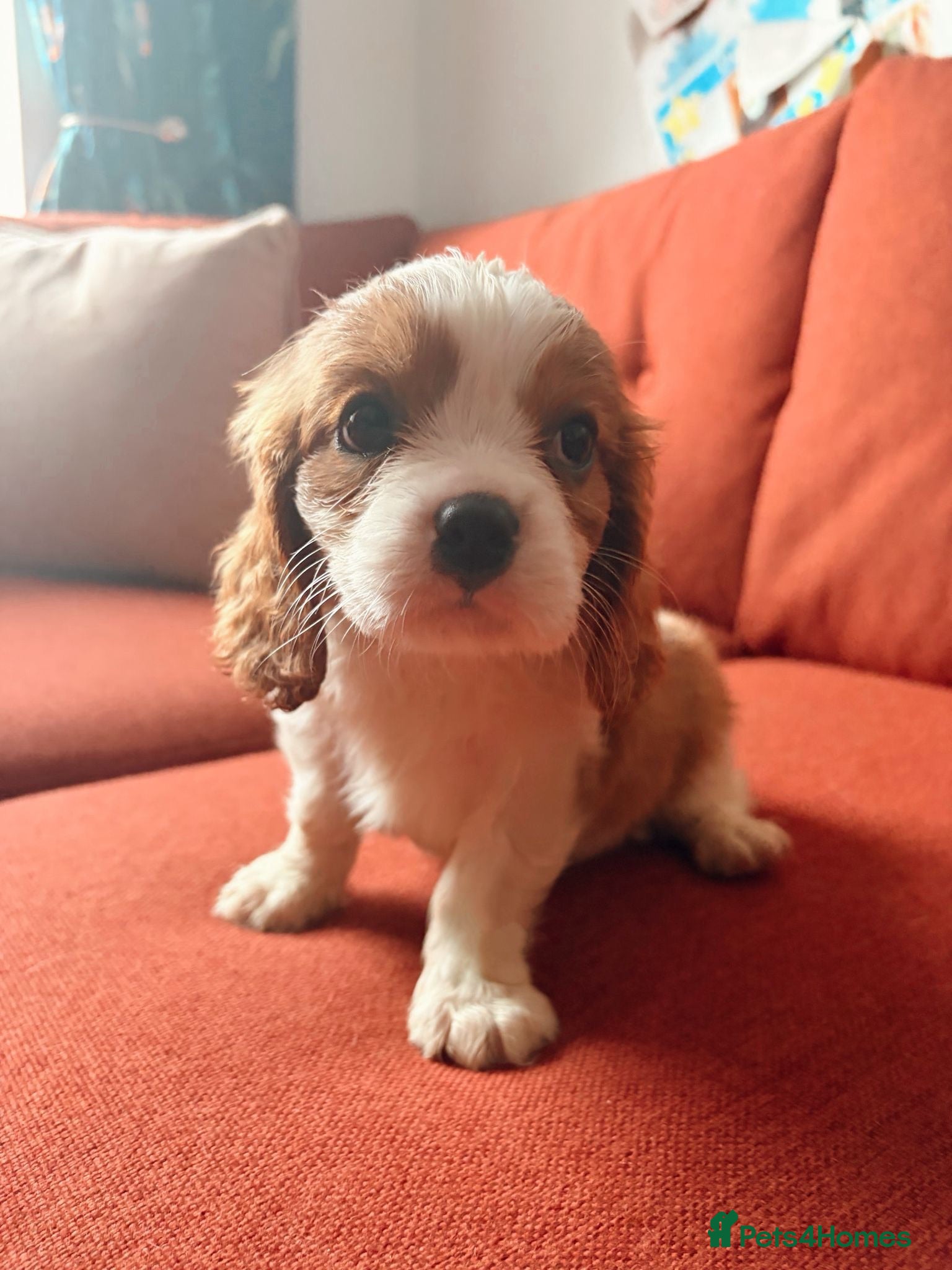 Cavalier King Charles Spaniel dogs Handsome Blenheim boy left 💙 - Advert 7