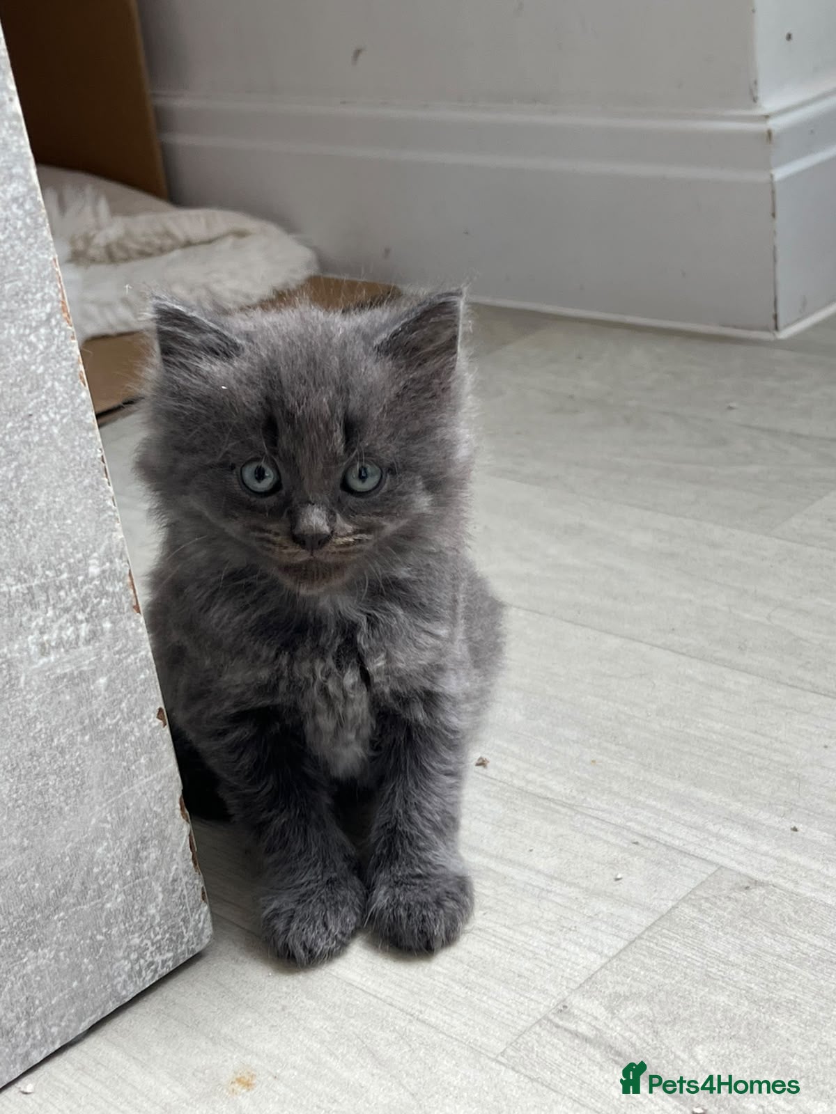 Mixed Breed cats Mixed breed fluffy kittens  - Advert 9
