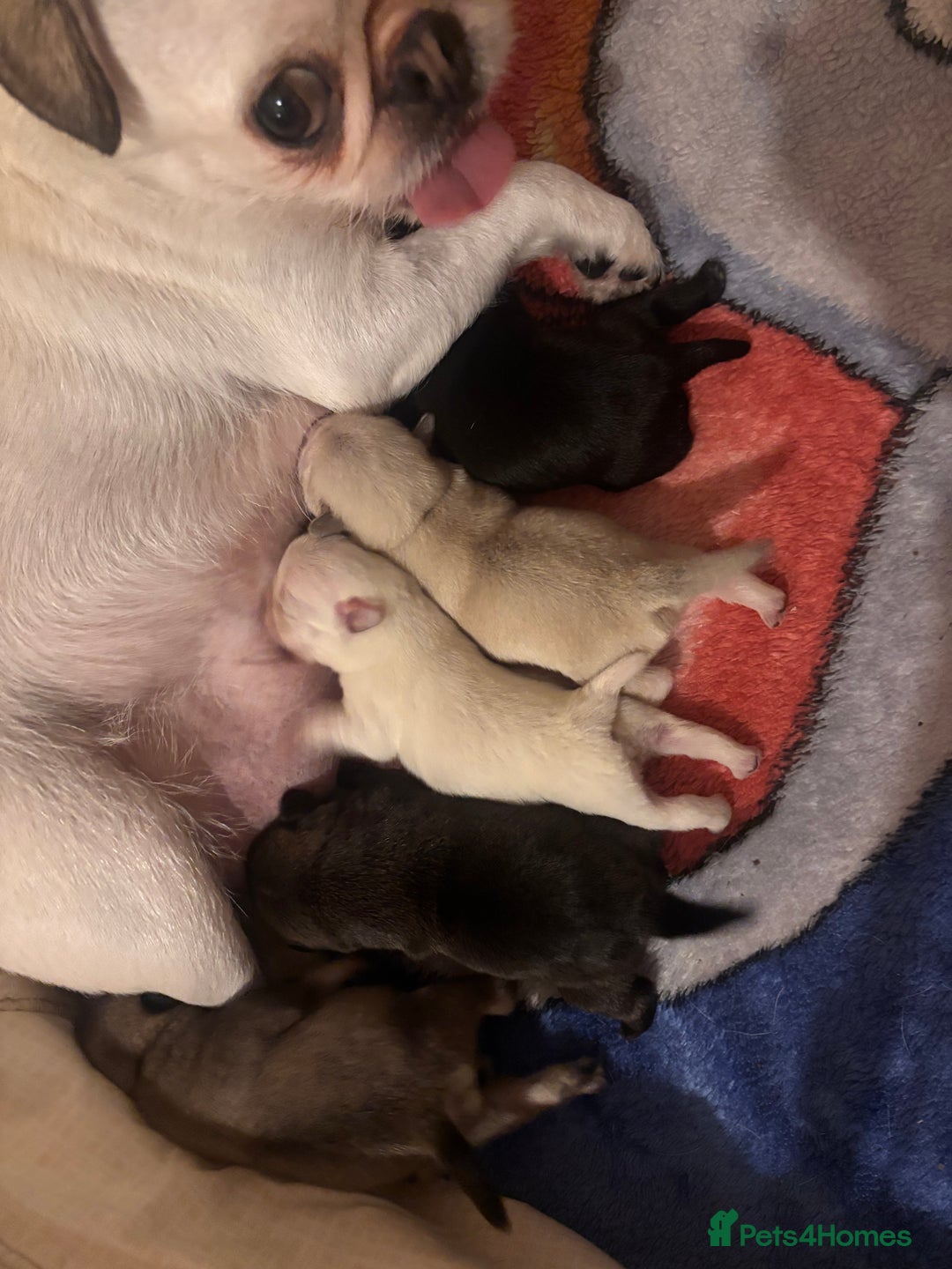 Pug dogs for sale: KC reg pug puppies  - Advert 1