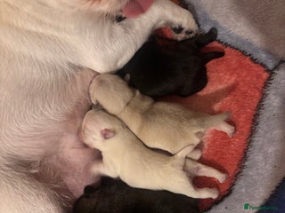 Pug dogs KC reg pug puppies - Advert 1