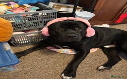 Mixed Breed dogs for sale: Rehoming our Kane boy - Image 7