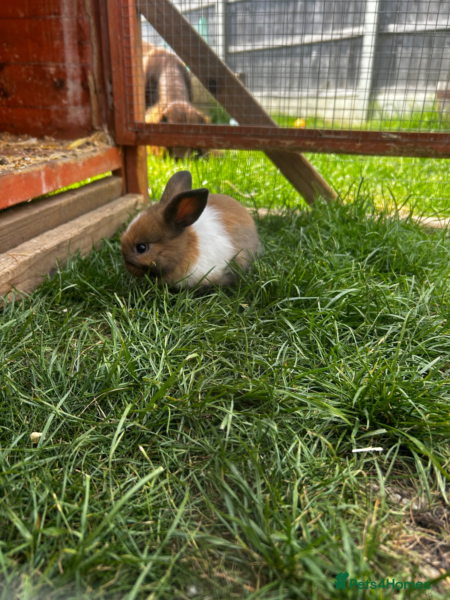 Mixed Breed rabbits 4 x baby bunnies for sale - Advert 1