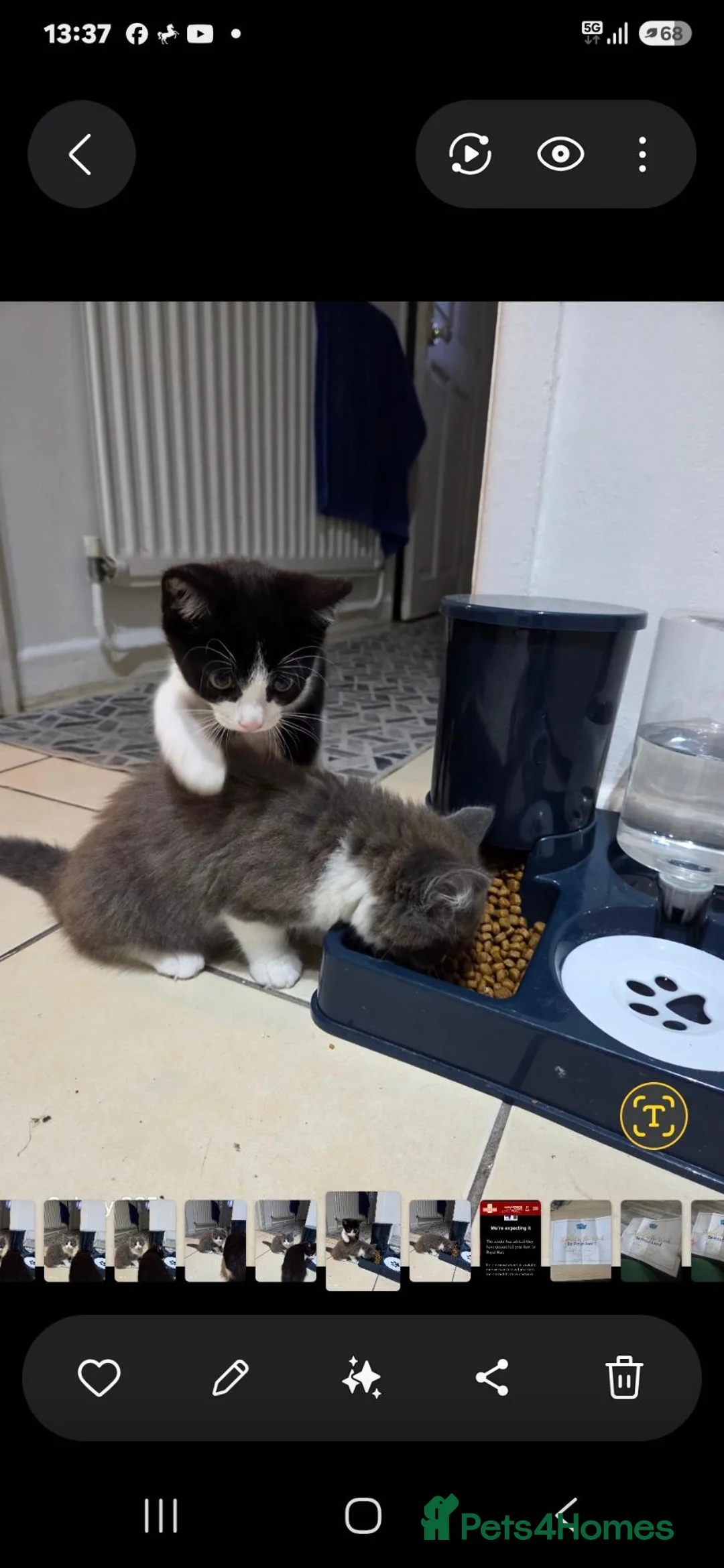 European cats for sale: Beautiful kittens  - Advert 10