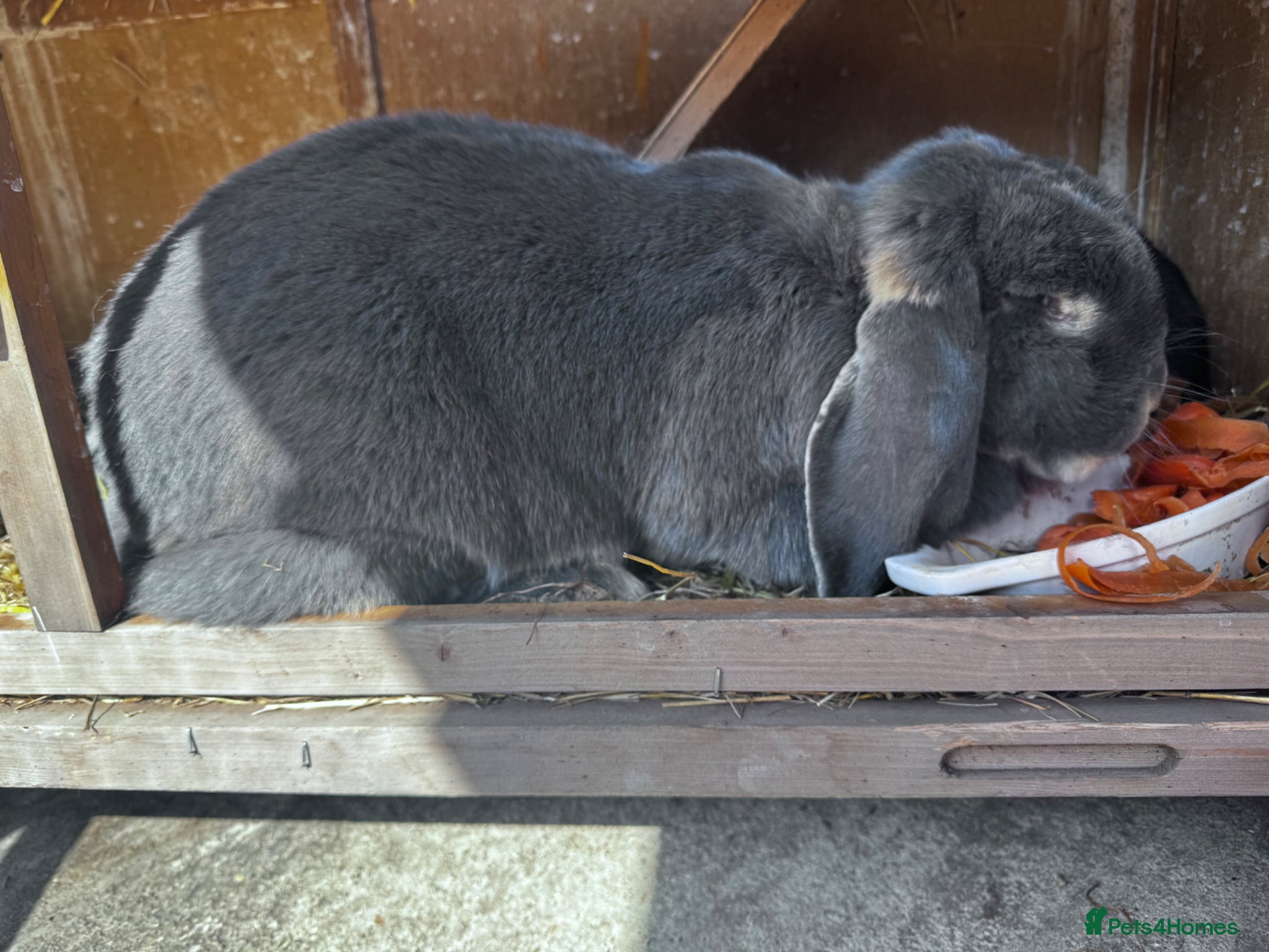 French Lop rabbits Blue French lop - Advert 1