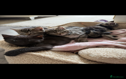 British Shorthair cats for sale: 5 gorgeous tabby kittens  - Image 3