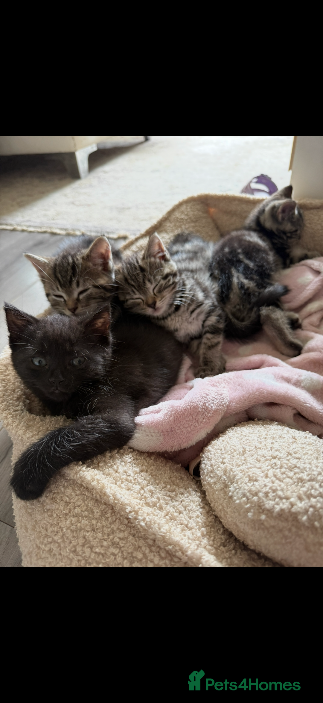 British Shorthair cats for sale: 5 gorgeous tabby kittens  - Image 3
