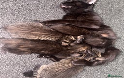 Mixed Breed cats for sale: 3 kittens available  - Image 2
