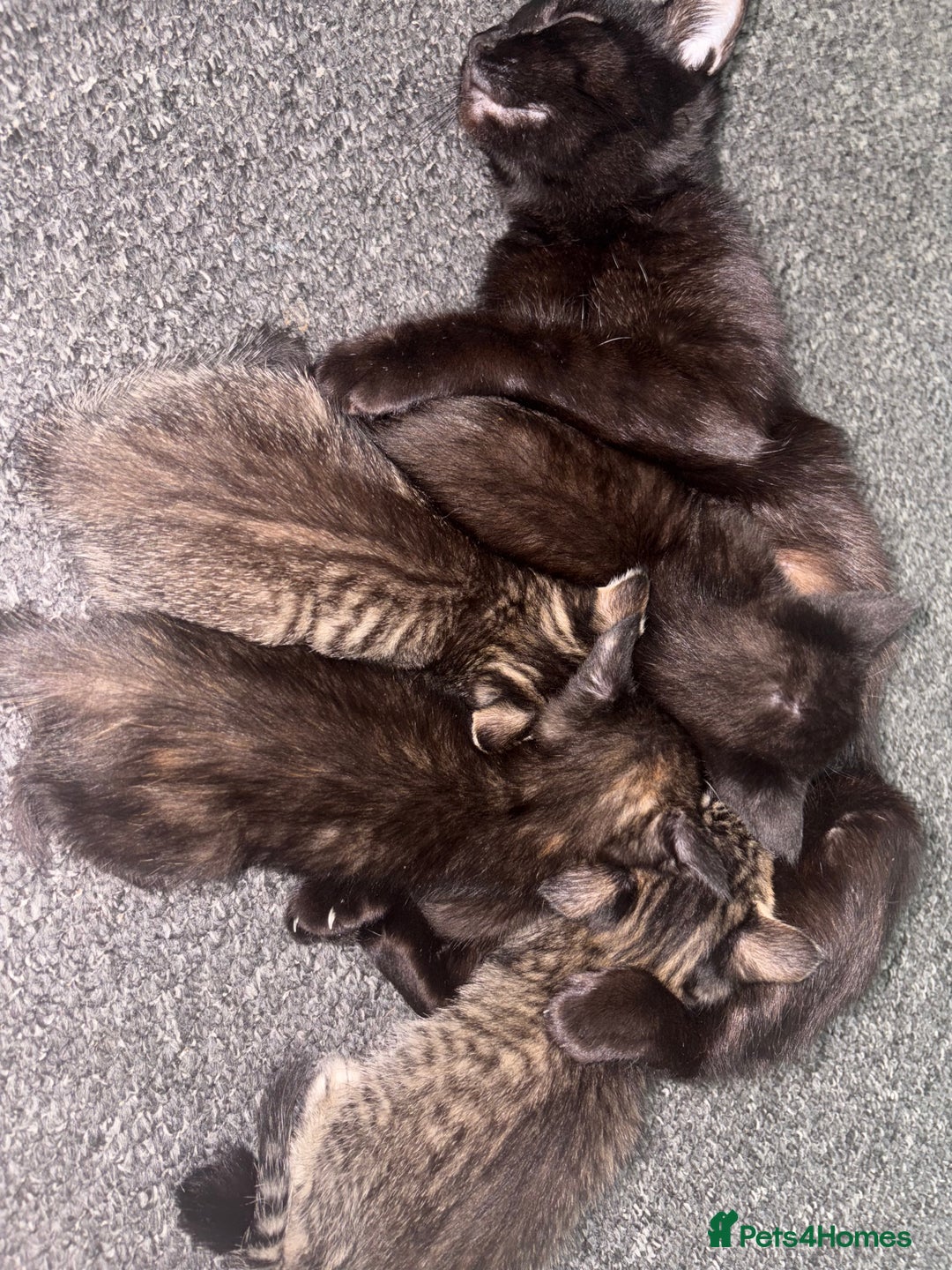 Mixed Breed cats for sale: 3 kittens available  - Image 2