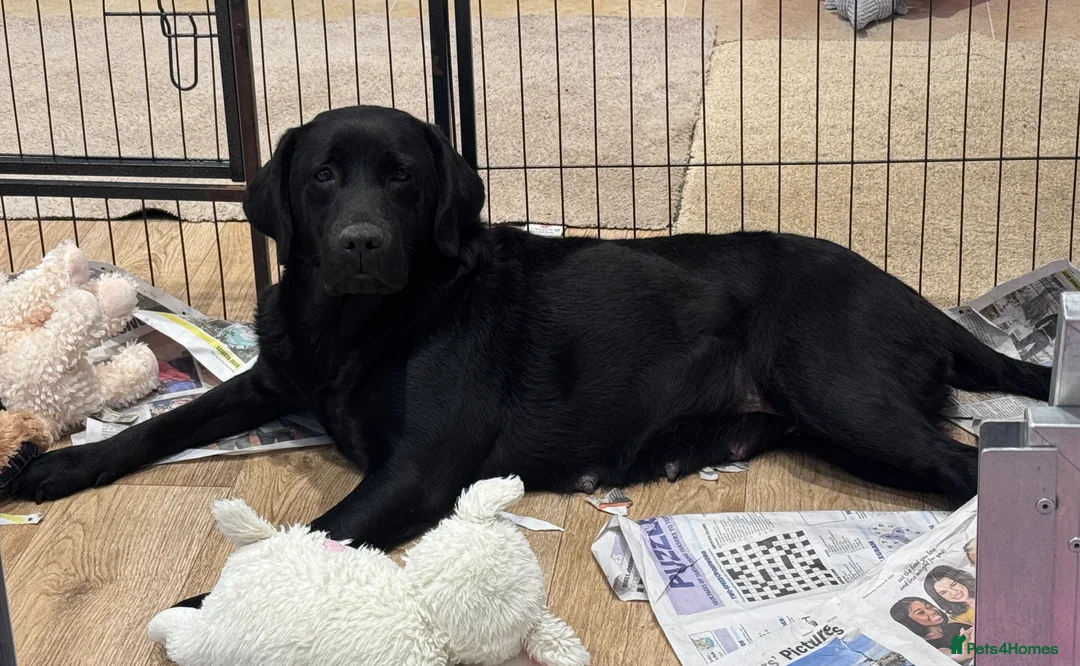 Labrador Retriever dogs for sale: Quality KC Reg Labrador Retriever Adult Bitch - Advert 1