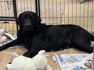 Labrador Retriever dogs Quality KC Reg Labrador Retriever Adult Bitch - Advert 1