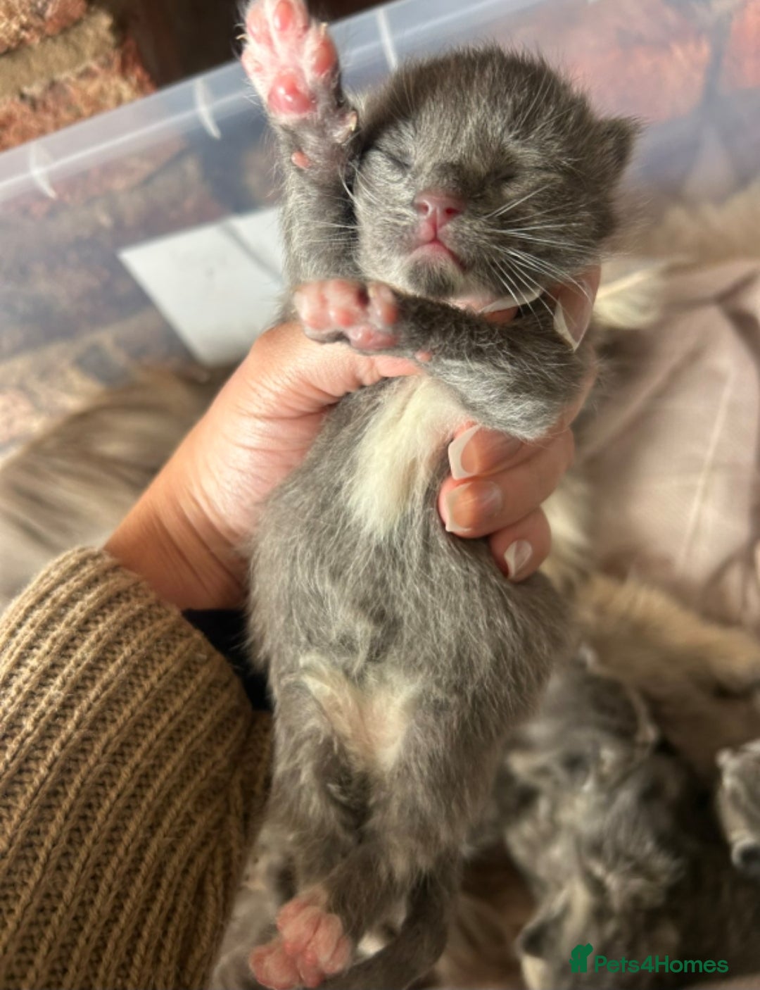 Maine Coon cats Mainecoon kittens grey smoke coats  - Advert 16