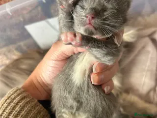 Maine Coon cats Mainecoon kittens grey smoke coats - Advert 16