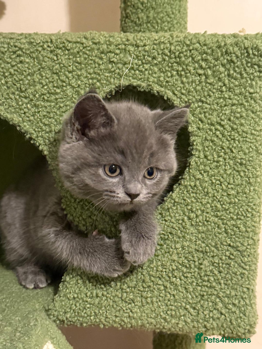 British Shorthair cats for sale: BSH x Ragamuffin Kittens - Advert 5
