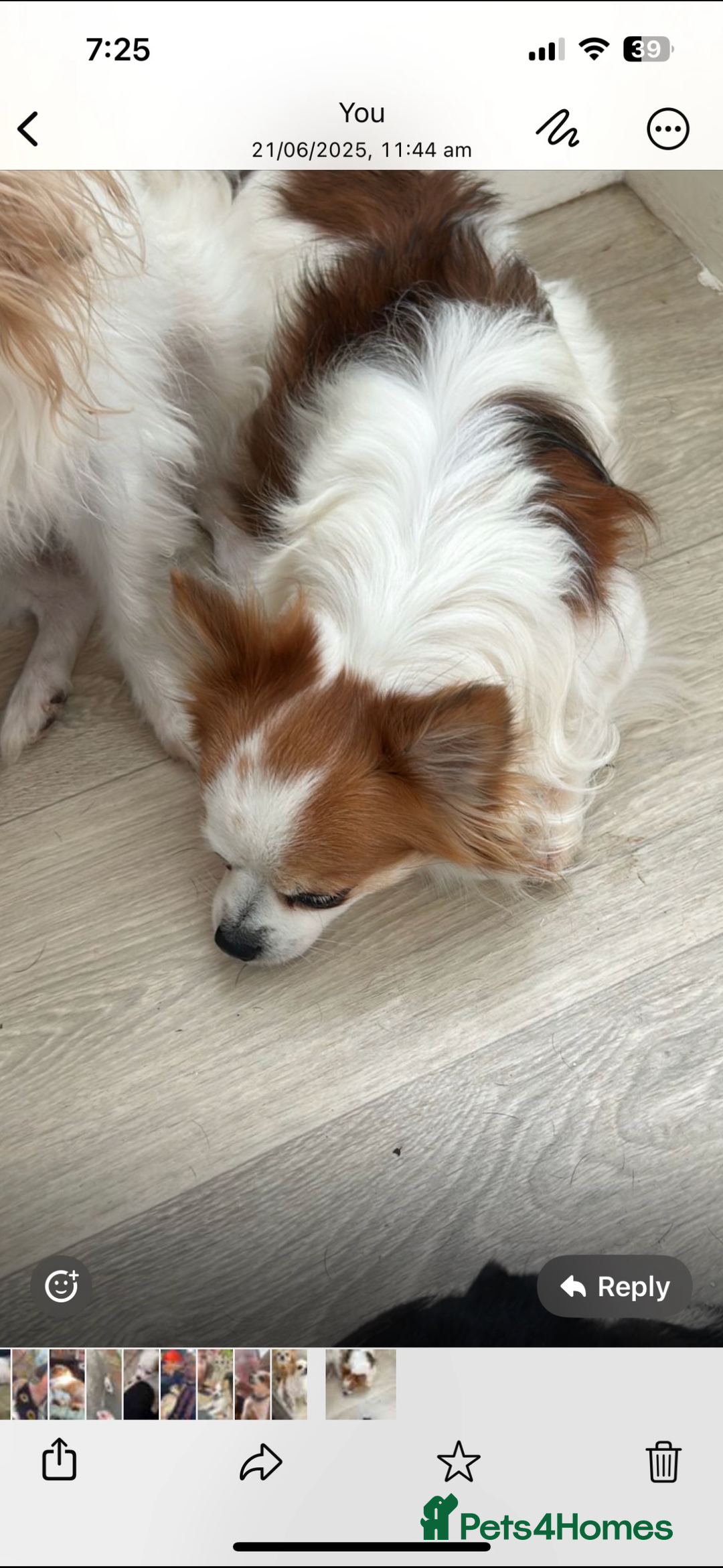 Chihuahua dogs for stud: Long haired party chihuahua  - Advert 5