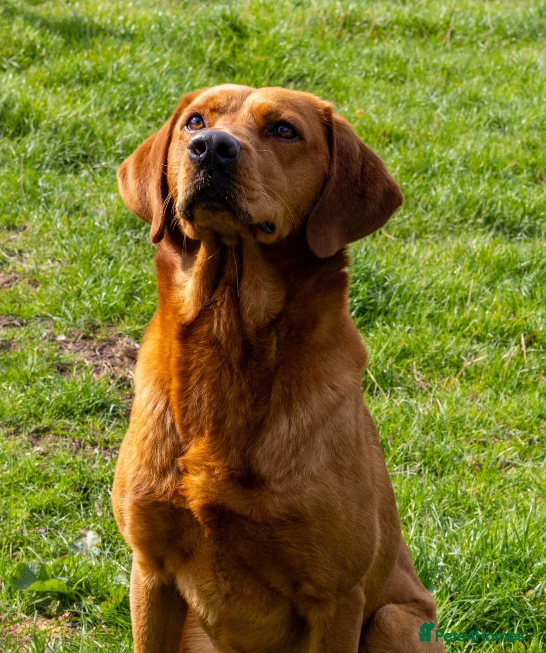 Labrador Retriever dogs for sale: Fox red Labrador puppies for sale - Image 9