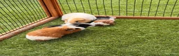 Guinea Pig rodents for sale: Guinea pigs looking for forever homes - Advert 3