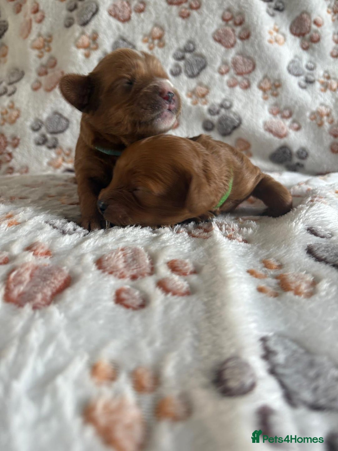 Mixed Breed dogs for sale: Adorable Cavapoochon x Cavapoo Puppies  - Image 5