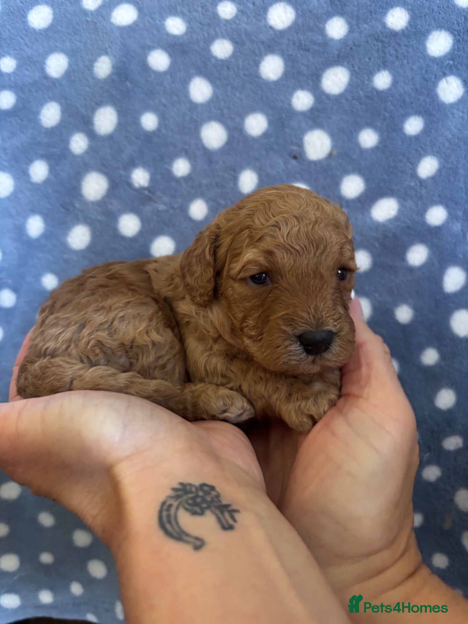 Cavapoo dogs Stunning red toy cavapoo pups  - Advert 17