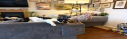 Sphynx cats for sale: Sphynx cat 14 months old Benfleet Essex  - Advert 3