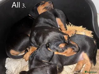 Dachshund dogs 5 beautiful puppies for sale - Advert 1