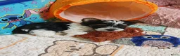 Biewer Terrier dogs for sale: biewer terrier puppies  in Neath - Advert 5
