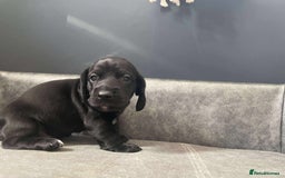 Mixed Breed dogs for sale: Docker puppy’s  - Image 5