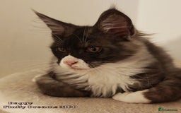 Maine Coon cats for sale: x2 Fluffy Boys from Fluffy Dreams MCO - Image 6
