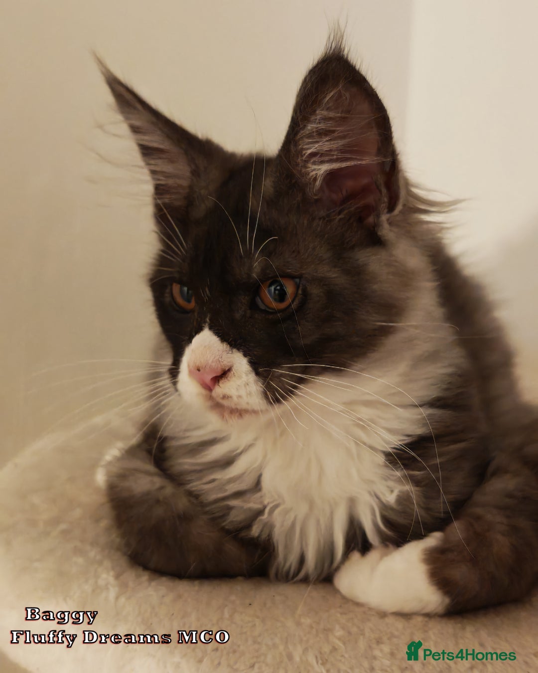Maine Coon cats for sale: x2 Fluffy Boys from Fluffy Dreams MCO - Image 6