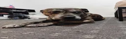 Staffordshire Bull Terrier dogs for sale: Kenzo - Advert 4
