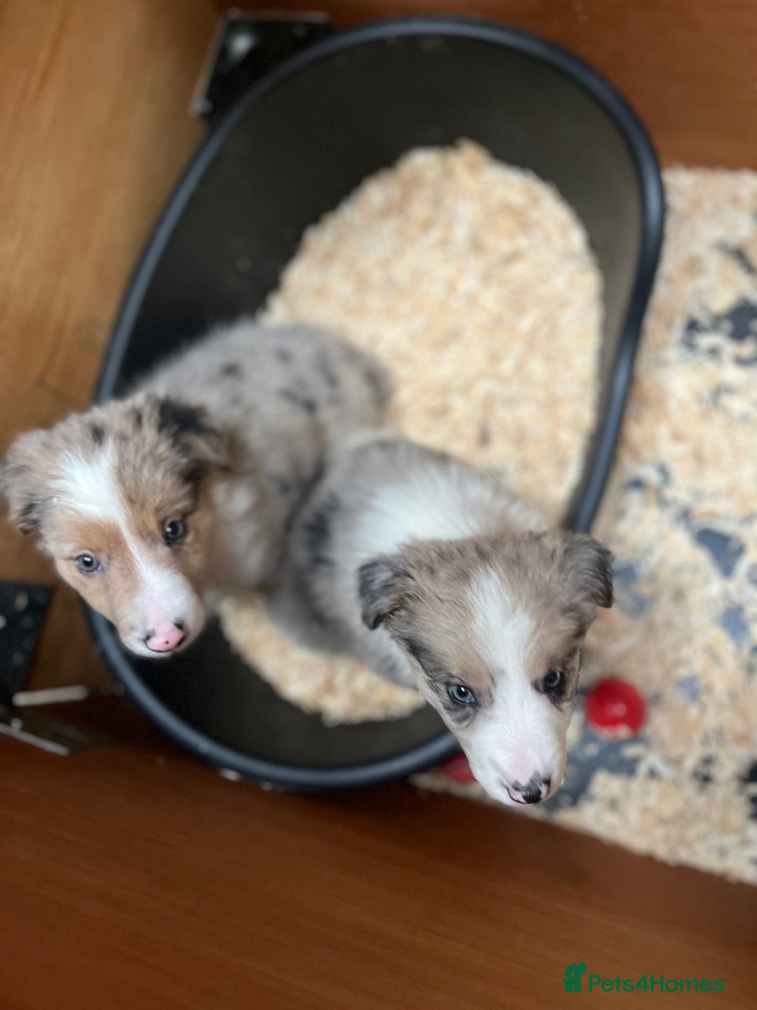 Border Collie dogs for sale: Border Collie (Long haired Blue merle) - Advert 2