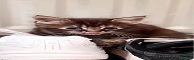 Tabby girl