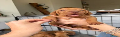 Hungarian Vizsla 6