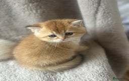 Scottish Fold cats for sale: Beautiful Gold Chinchilla babies  - Advert 30