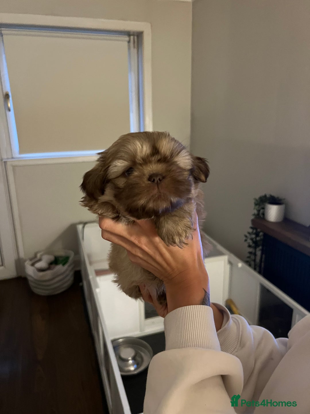 Shih Tzu dogs for sale: Imperial Shih Tzu for sale - Image 17