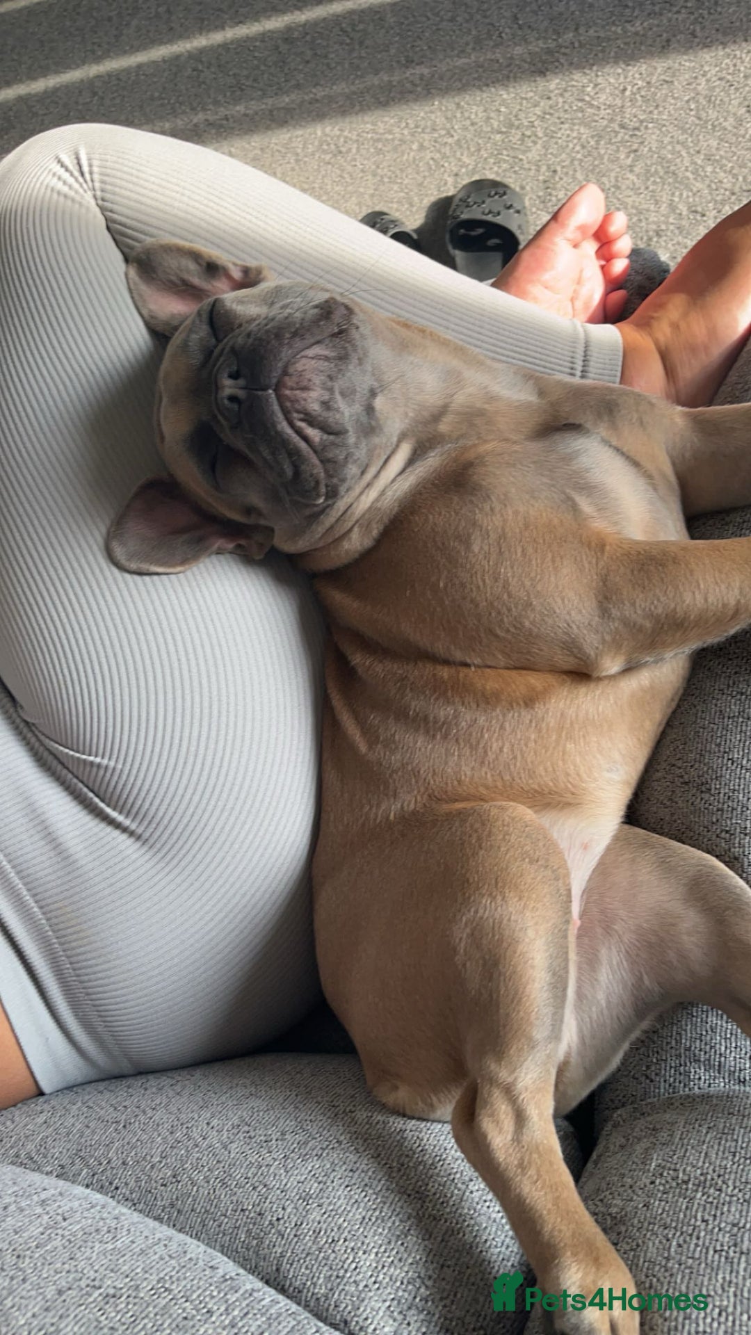 French Bulldog dogs for sale:  French bulldogs  - Advert 9